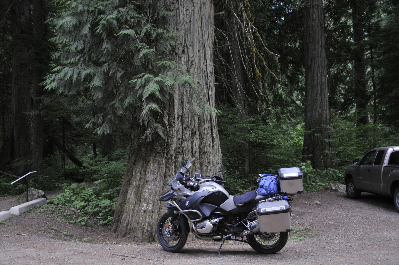 Superbes arbres au Skagit Provincial Park
