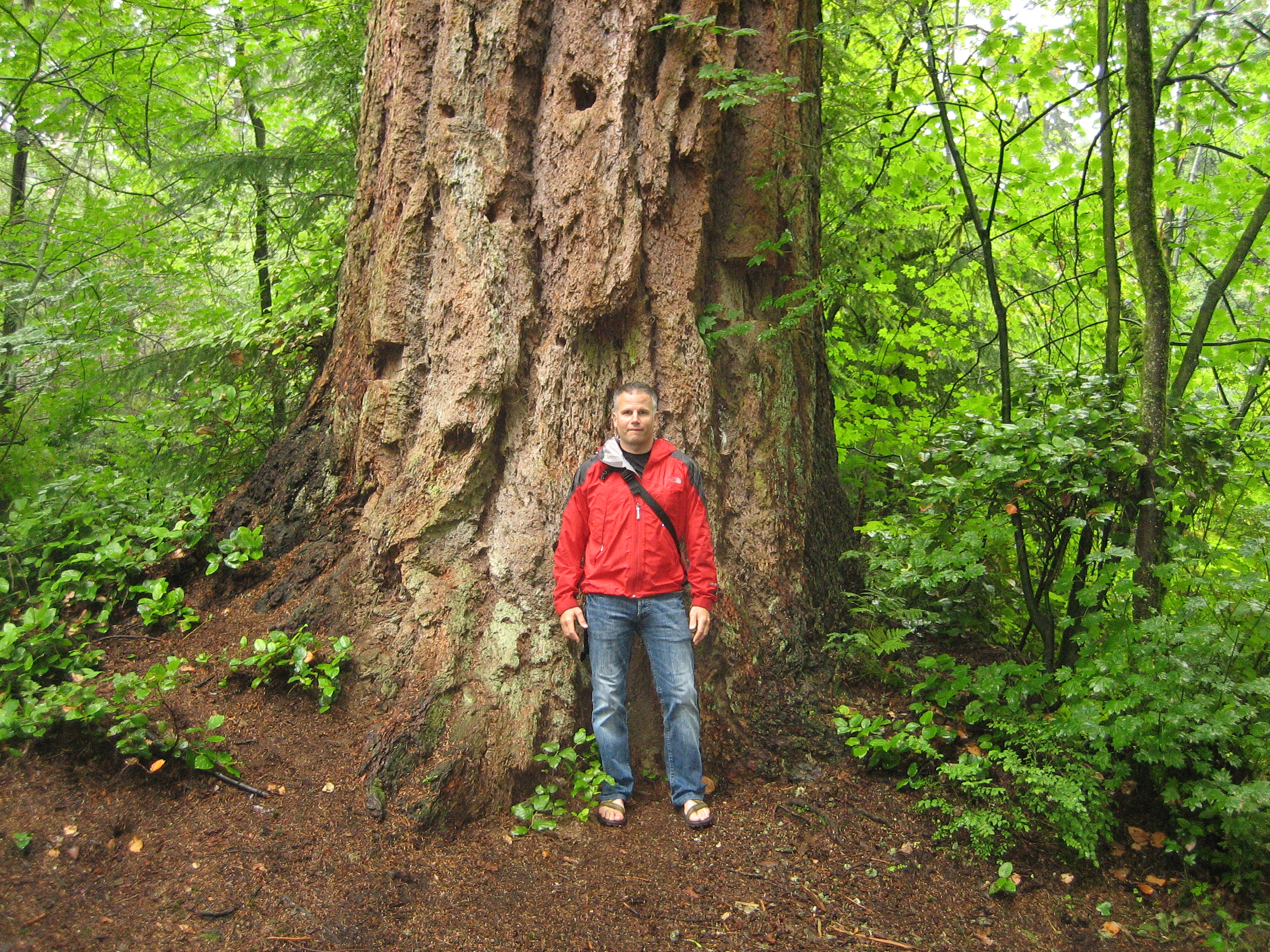 Tout petit arbre